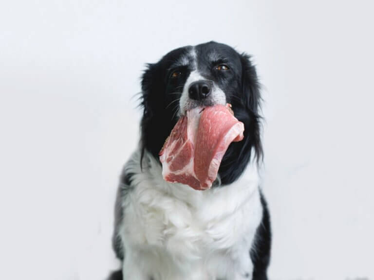 Razões pelas quais seu cão não deve comer churrasco
