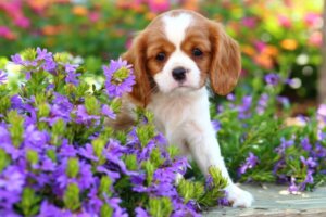 Doenças comuns do Cavalier King Charles Spaniel