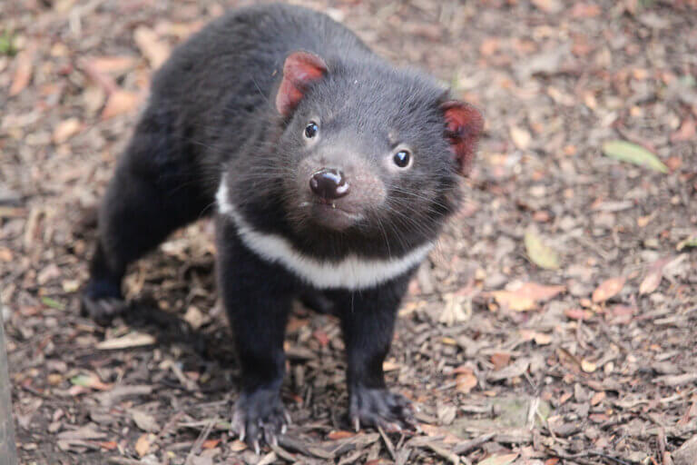 9 curiosidades do diabo-da-tasmânia