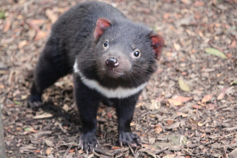 9 curiosidades do diabo-da-tasmânia - Meus Animais