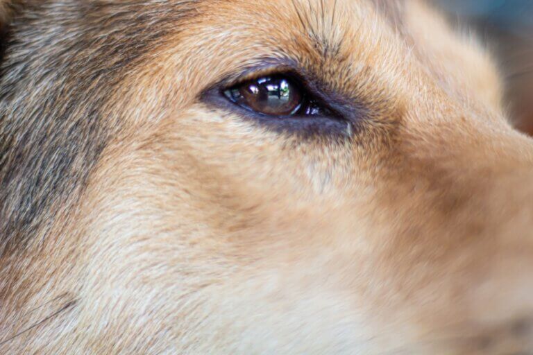 Síndrome de Horner em cães: sintomas, diagnóstico e prevenção