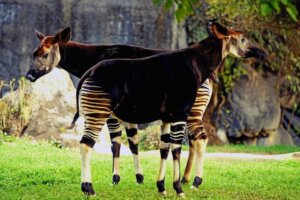 Conheça a girafa de pescoço curto