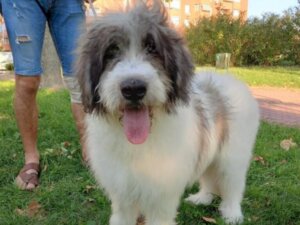 Tudo sobre o pastor-romeno-miorítico