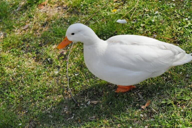 Nomes inovadores para patos