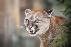 11 curiosidades sobre os pumas