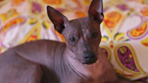 Tudo sobre o xoloitzcuintli