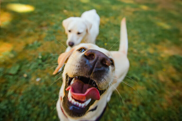 Como fazer seu cachorro ter dentes brancos
