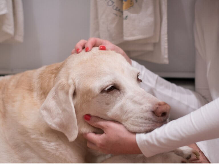 5 sinais de que seu cachorro acabou de sofrer um AVC