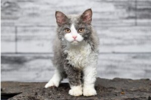 A linguagem corporal dos gatos