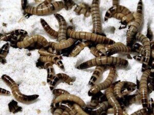 Como os supervermes transformam espuma de poliestireno em comida saudável