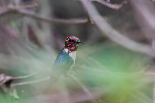 Mellisuga helenae: o menor beija-flor do mundo