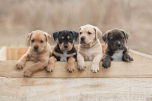 Dieta BARF para cachorros