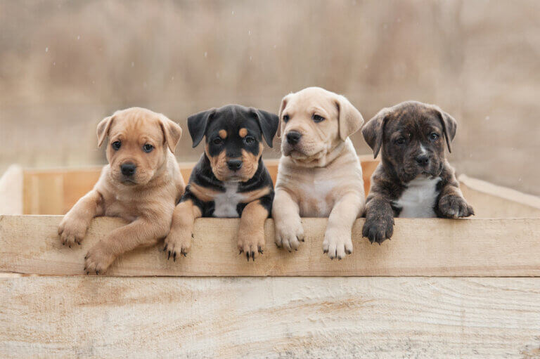 Dieta BARF para cachorros