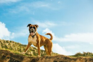 Cão Boxweiler: características e curiosidades