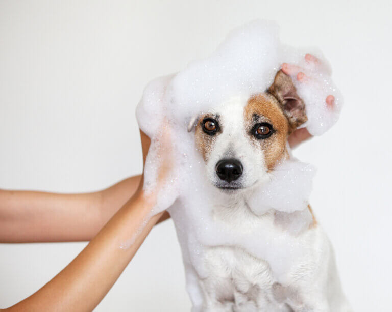 Posso dar banho no cão depois de colocar a pipeta nele?