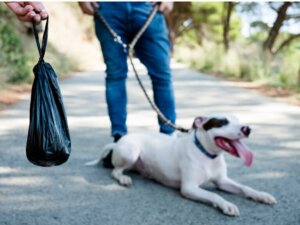 Fezes pretas em cães: quais são as causas?