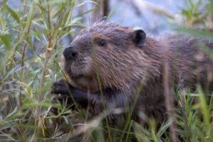 Os castores fornecem serviços ecossistêmicos no hemisfério norte