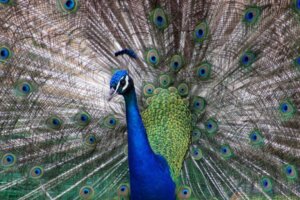 Por que alguns animais são iridescentes?