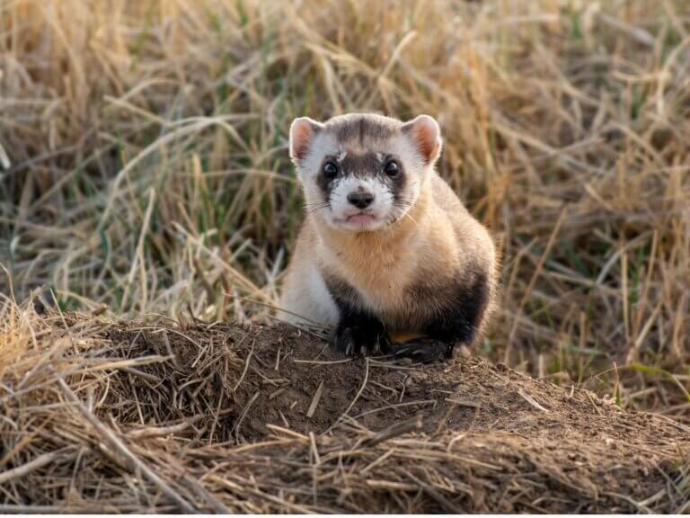 Os mustelídeos: animais que vestem reis, mas cujo cheiro é desprezado
