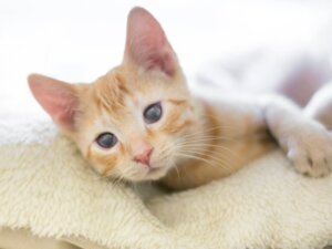 Como criar gatinhos recém-nascidos