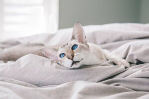 O tumor mamário em gatos