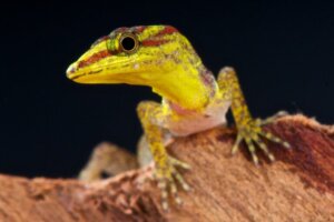 Como os furacões estão empurrando os lagartos a evoluir