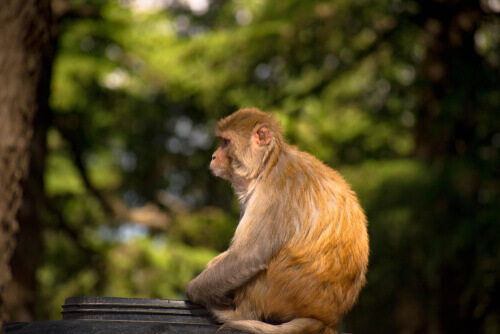 Isolamento social em animais selvagens