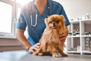 Nova legislação sobre medicamentos veterinários na União Europeia