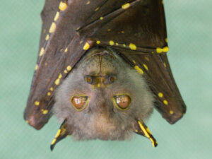 Por que as doenças virais não afetam os morcegos?