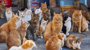 Adotar um gato: 9 coisas que você deve saber