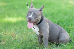 Fatos sobre os pit bulls blue nose e red nose