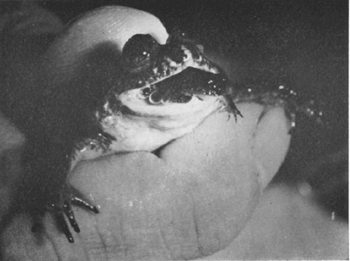 A curiosa rã Rheobatrachus silus