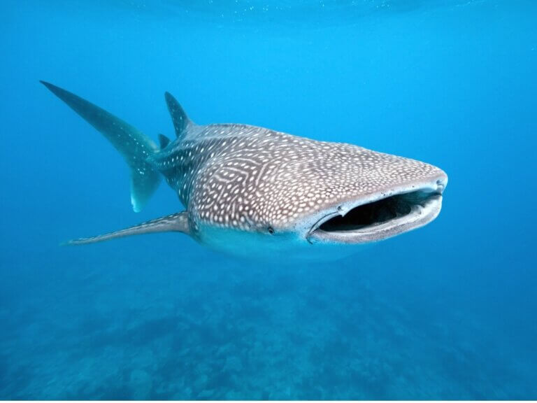 Cachalote Conhe a Esse Poderoso Gigante Dos Oceanos cachalote-conhe-a-esse-poderoso-gigante-dos-oceanos