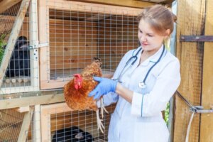 Gripe aviária: como está se espalhando e o que saber sobre esse surto