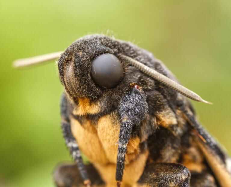 A borboleta-caveira, a borboleta mais famosa do cinema