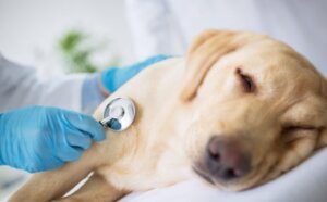 7 sintomas de obstrução intestinal em cães