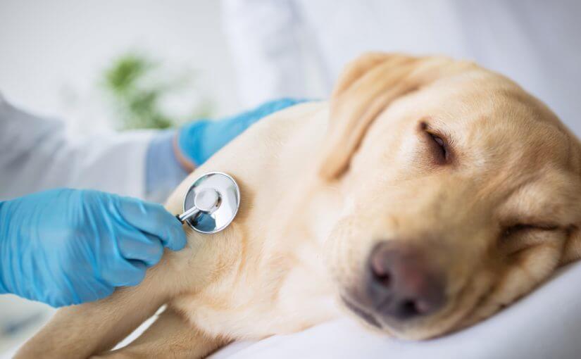 Intoxicação em cães: como agir?