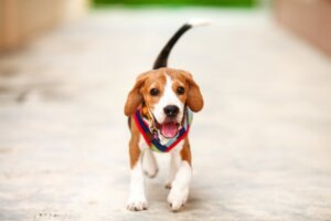 Por que meu cão está mancando?