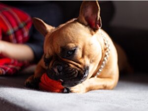 Meu cachorro comeu plástico: o que devo fazer?