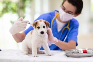 Quanto tempo dura a parvovirose em um cão?