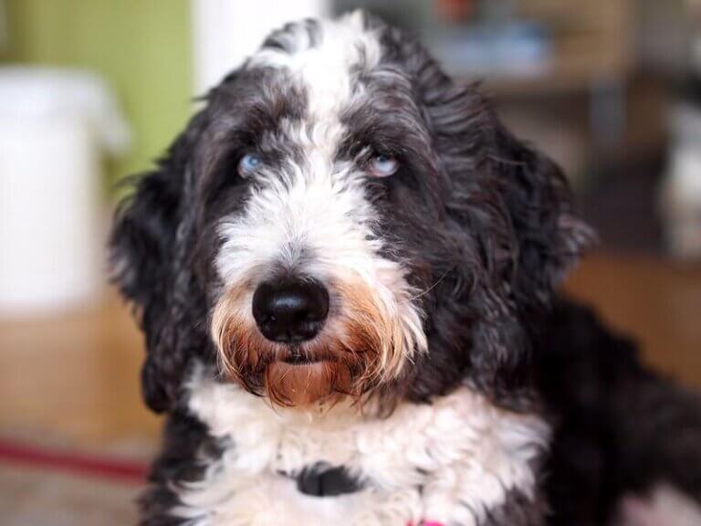 Tudo sobre o aussiedoodle