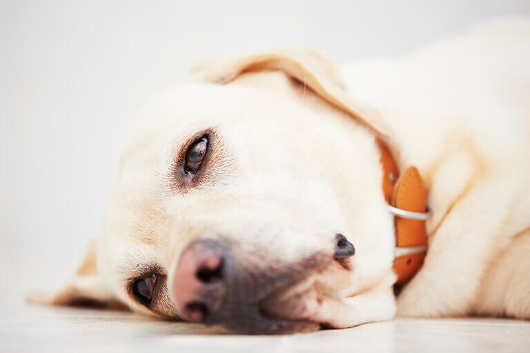 Queimaduras em cães: como tratar?