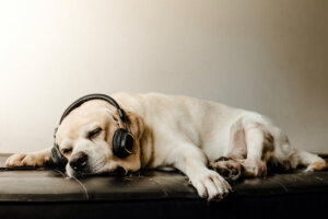 Música relaxante para cães ansiosos
