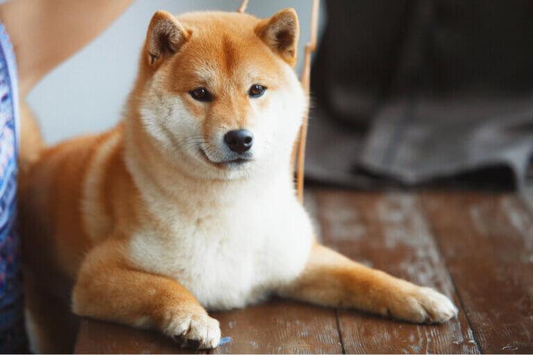 6 raças de cães pequenos que não latem muito