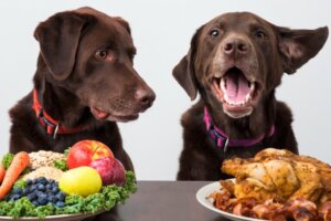 Quais frutas os cães podem comer?
