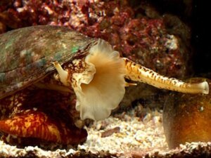 O caracol cone é um predador lento, mas altamente venenoso