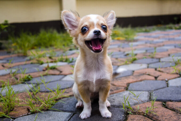 Tudo sobre o chihuahua cabeça de maçã