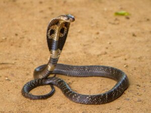 9 das cobras mais mortais
