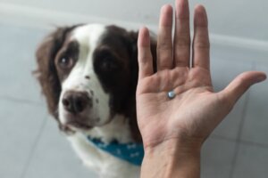 Diclofenaco para cães: uso e dosagem