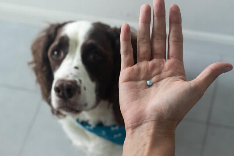 Diclofenaco para cães: uso e dosagem